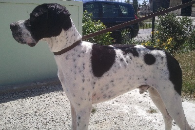 des Plaines de Nadurelle - Faro de retour du dressage !