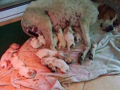 des Plaines de Nadurelle - Les chiots sont arrivés !