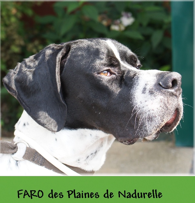 des Plaines de Nadurelle - Titre de Trialer validé !