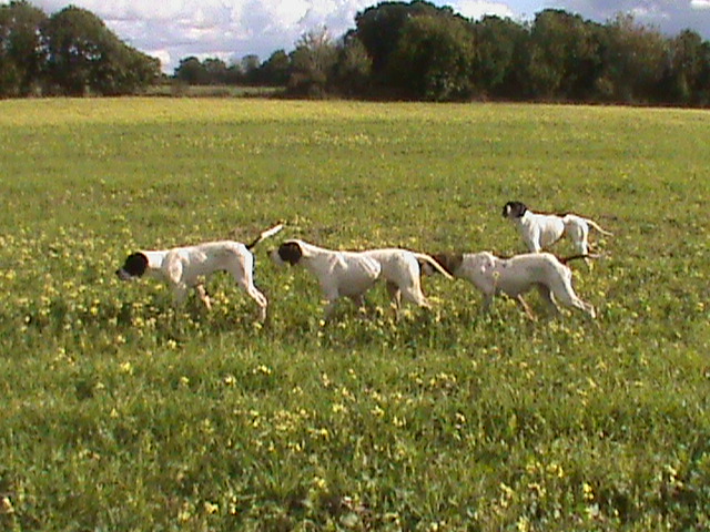 Pointer